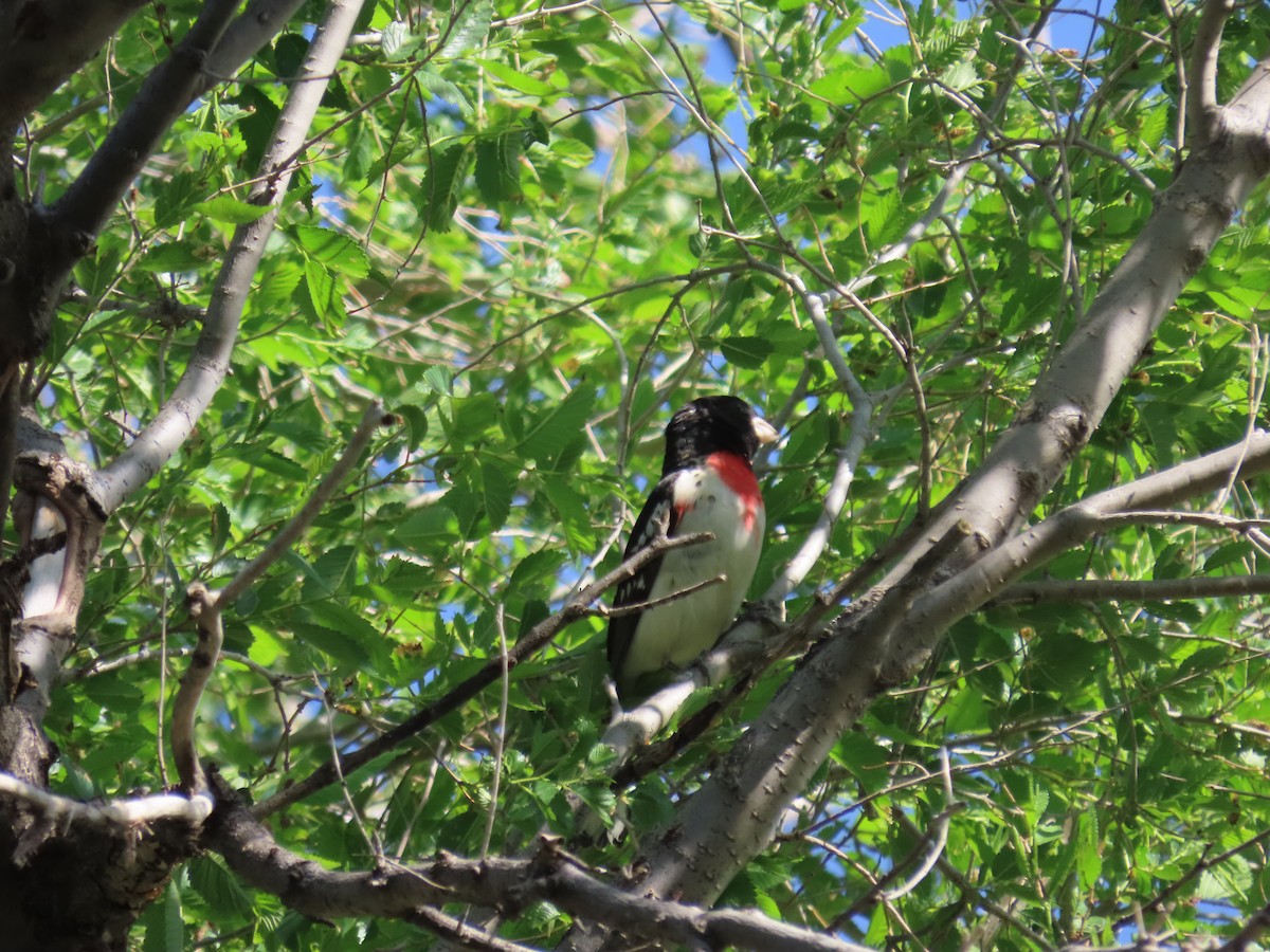 Rose-breasted Grosbeak - ML618698502