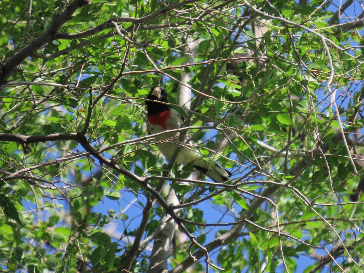 Cardinal à poitrine rose - ML618698503