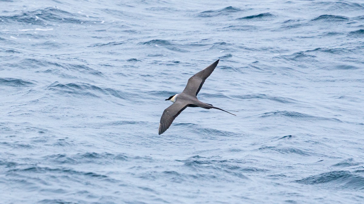 Long-tailed Jaeger - ML618698512