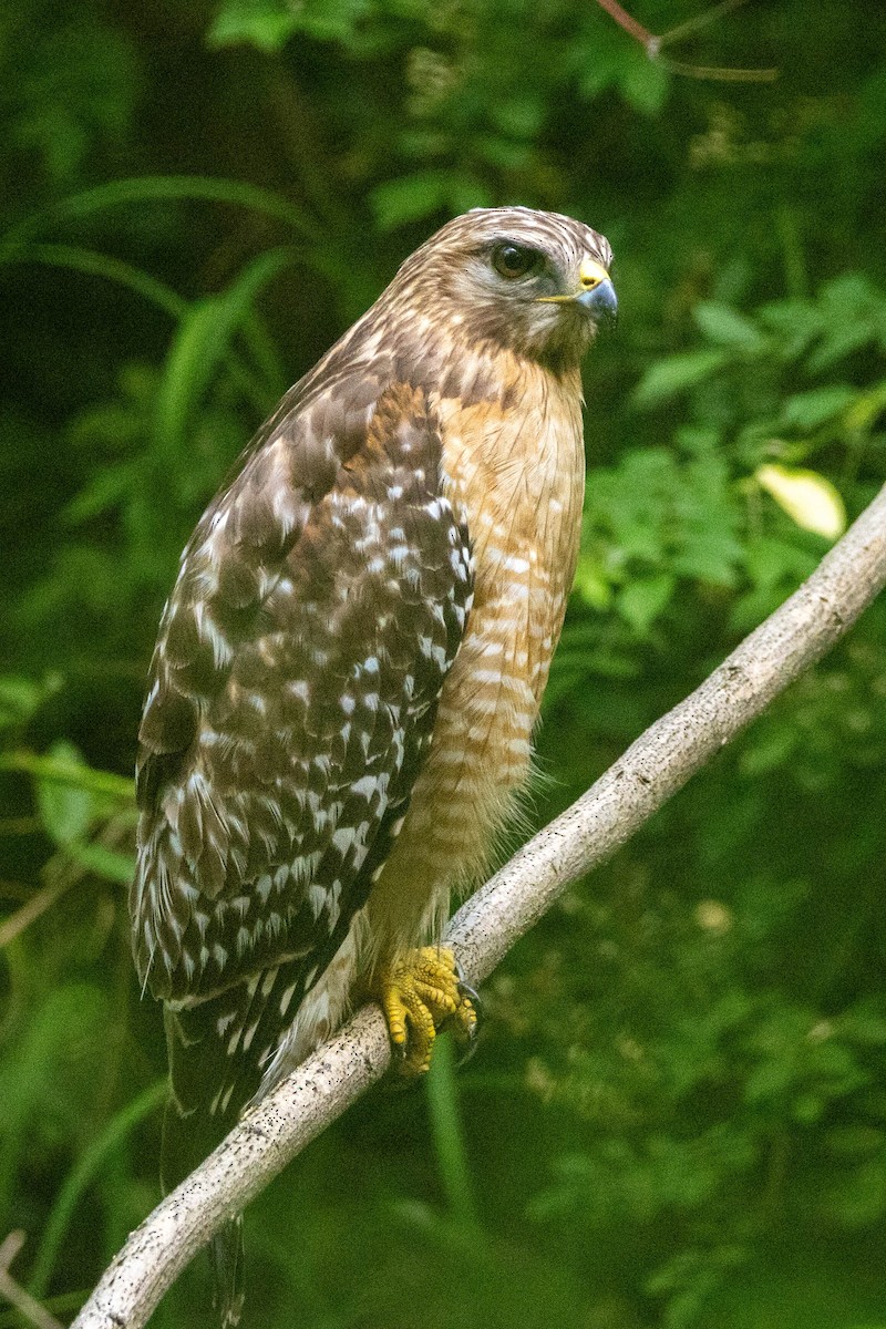 Red-shouldered Hawk (lineatus Group) - Pete Followill