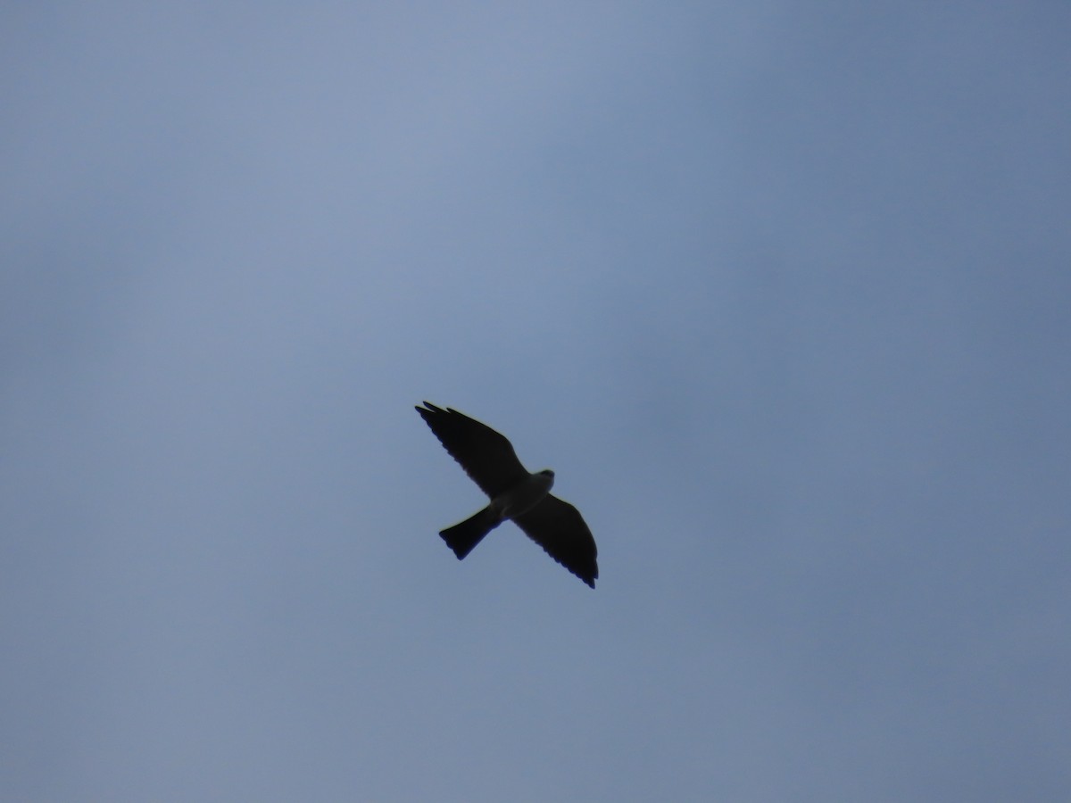 Mississippi Kite - ML618698528