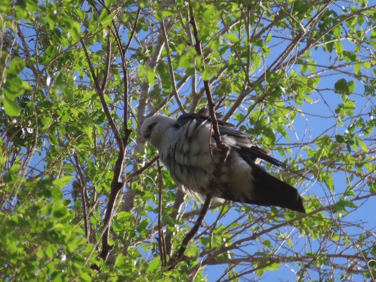 Mississippi Kite - ML618698530