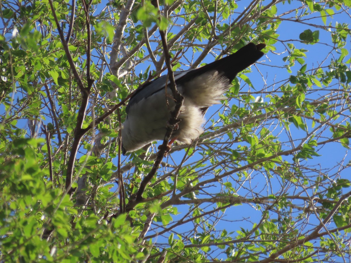 Mississippi Kite - ML618698532