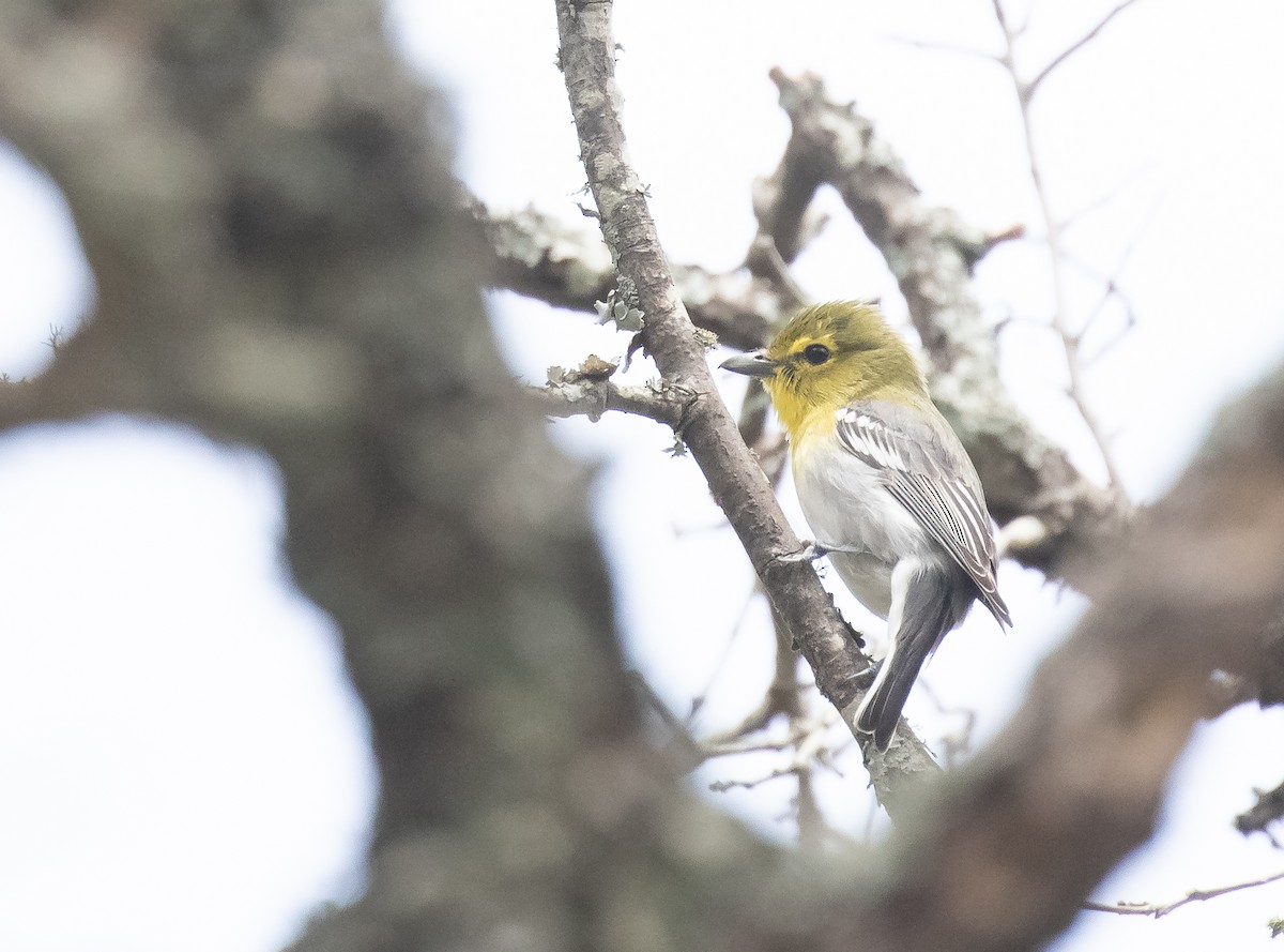 Yellow-throated Vireo - ML618698552