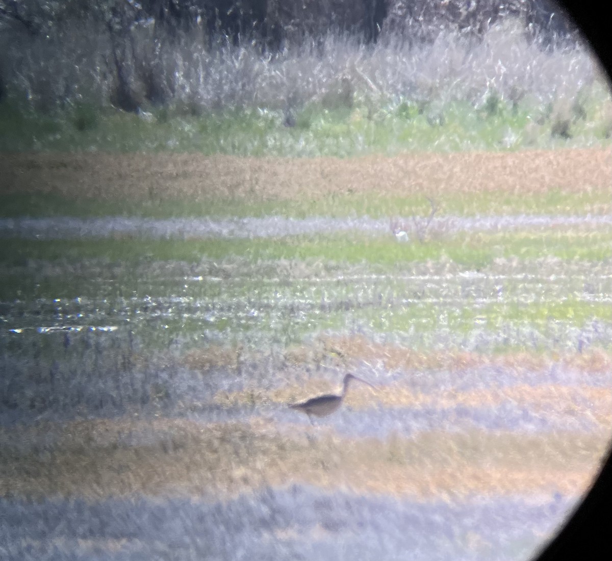 Long-billed Curlew - ML618698555