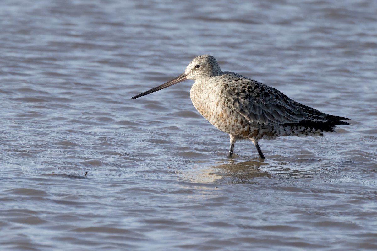 Hudsonian Godwit - Tommy Childers