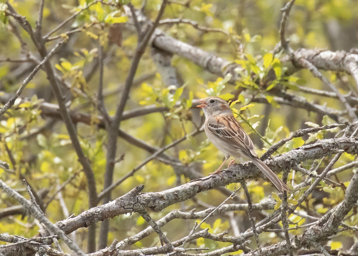 Field Sparrow - Liam Huber