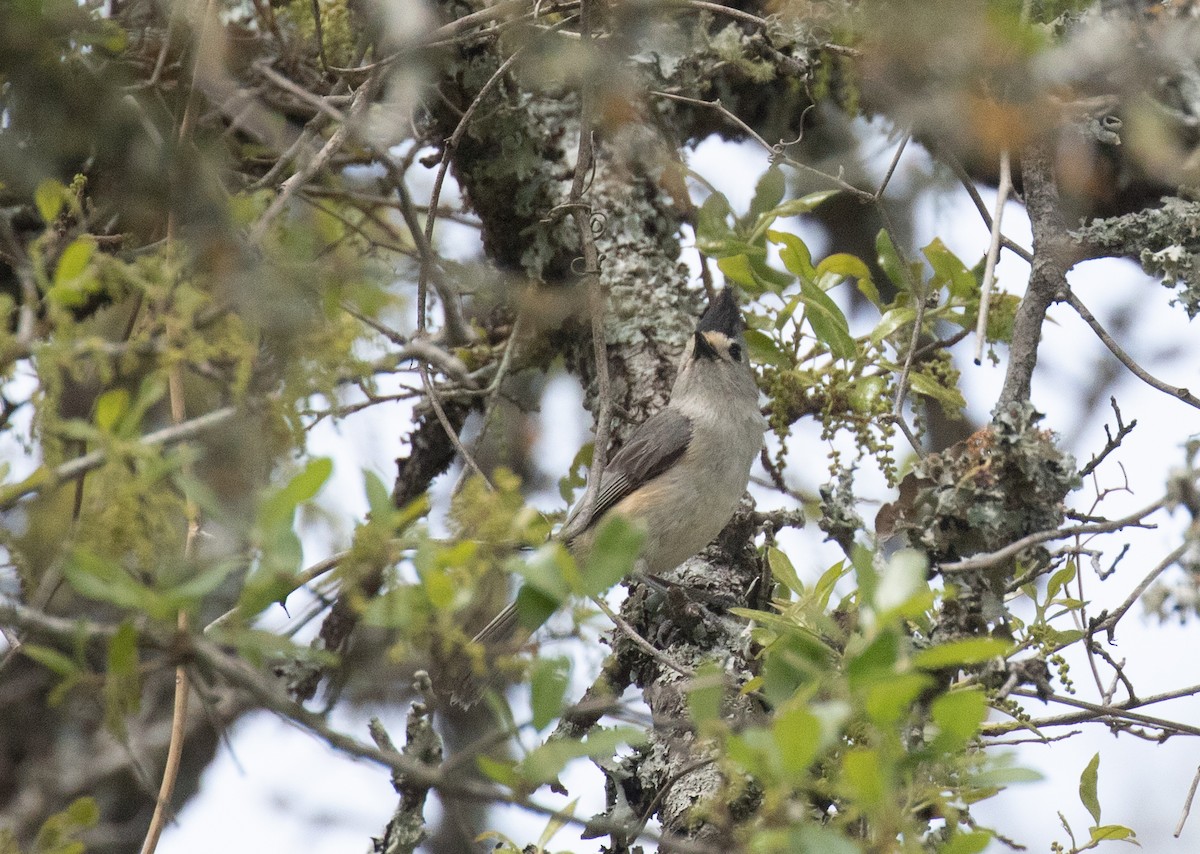 Black-crested Titmouse - ML618698577