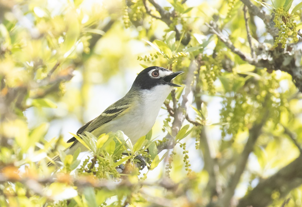 Black-capped Vireo - Liam Huber