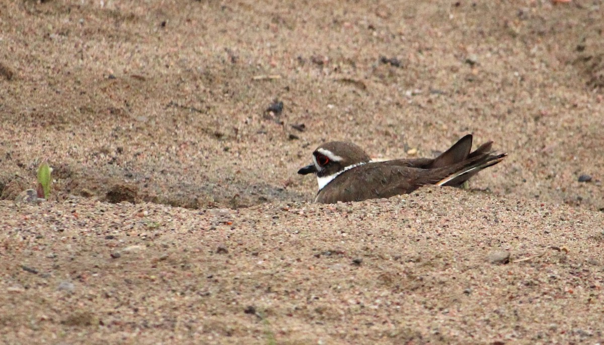 Killdeer - ML618698624