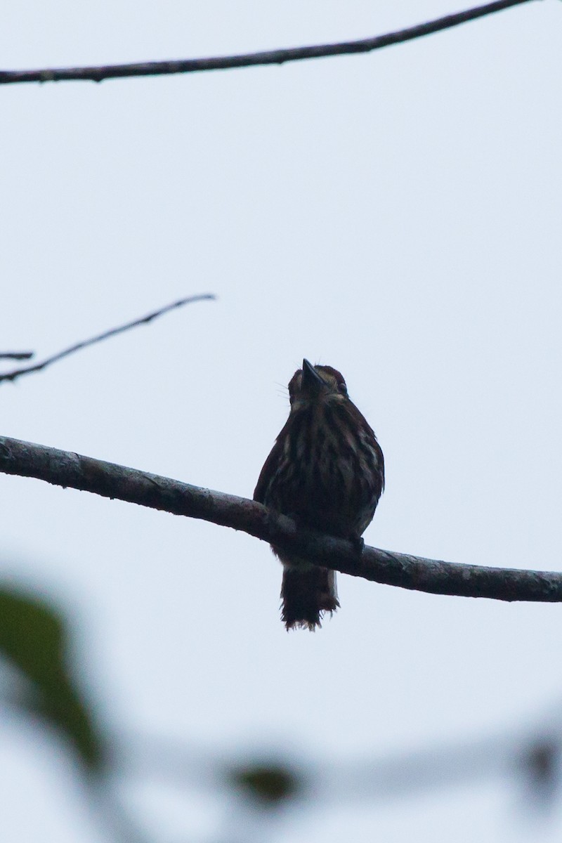 Lanceolated Monklet - Brian Healy