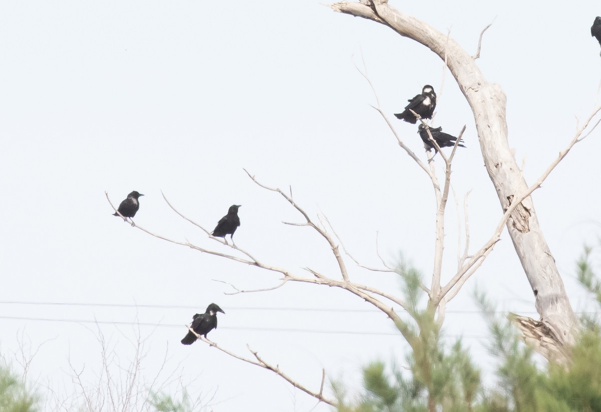 Chihuahuan Raven - Liam Huber