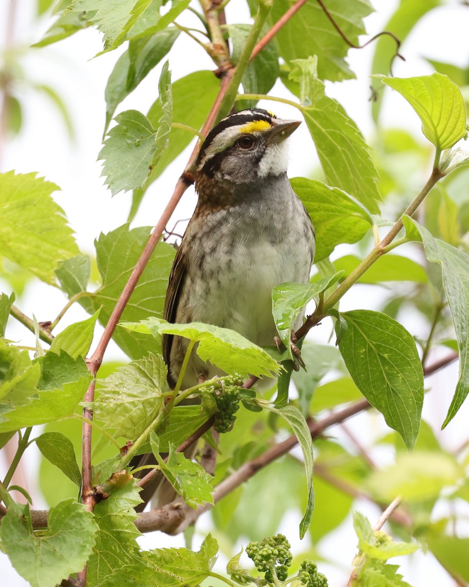 White-throated Sparrow - Mark Sak