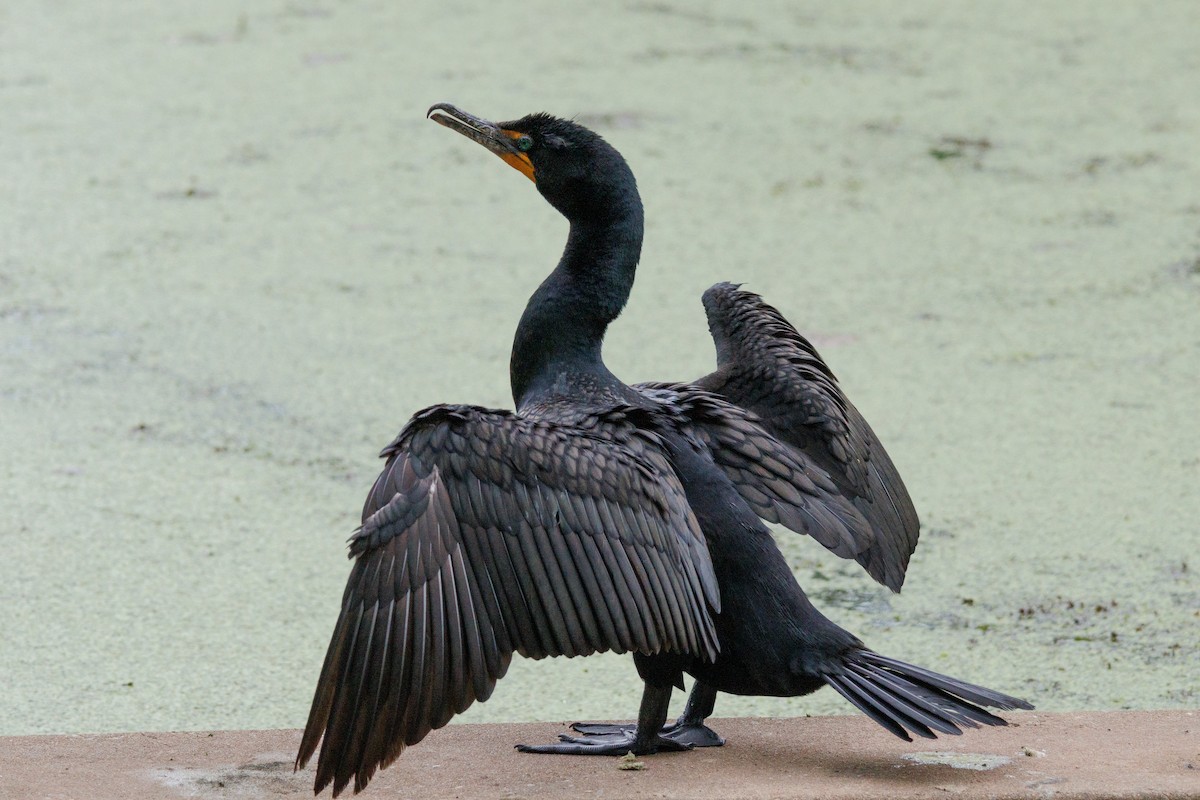 Double-crested Cormorant - Kyle Smith