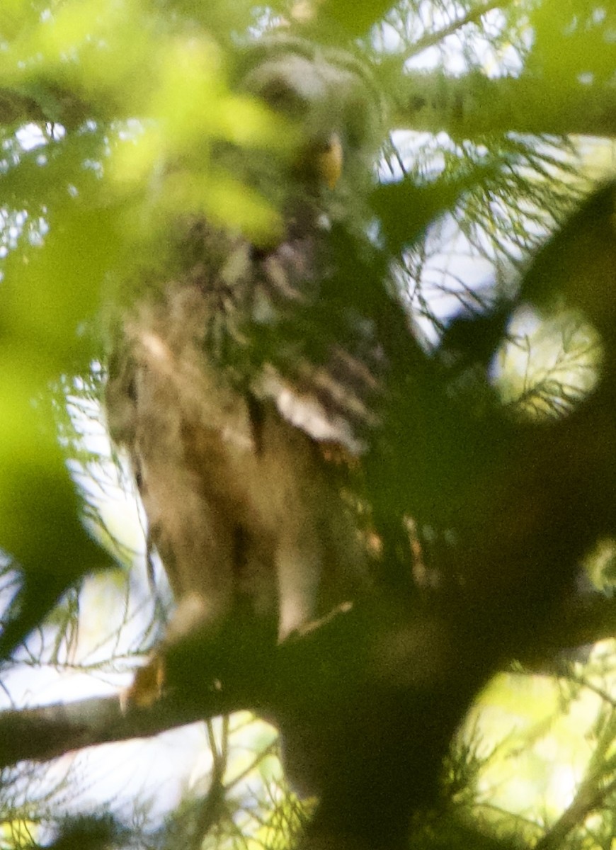 Barred Owl - ML618698732