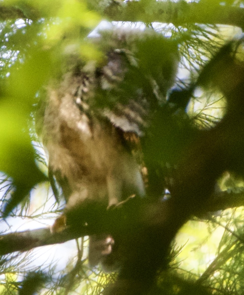 Barred Owl - ML618698733