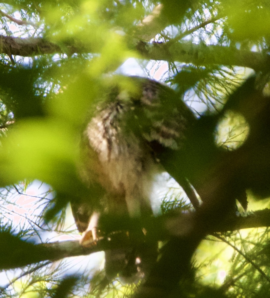 Barred Owl - ML618698736