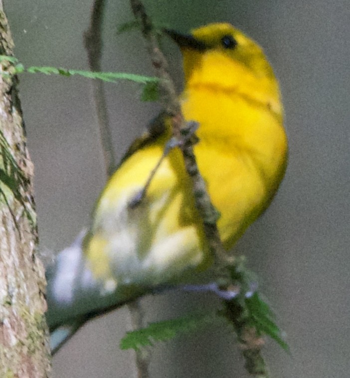 Prothonotary Warbler - Jessica D