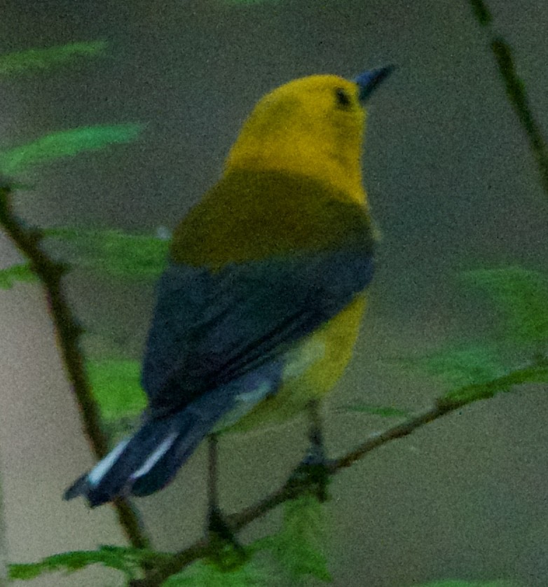 Prothonotary Warbler - Jessica D