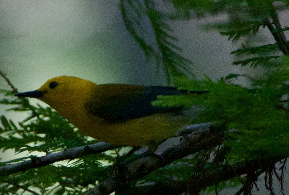 Prothonotary Warbler - Jessica D