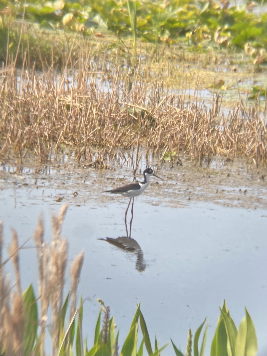 Black-necked Stilt - Taylor Smith