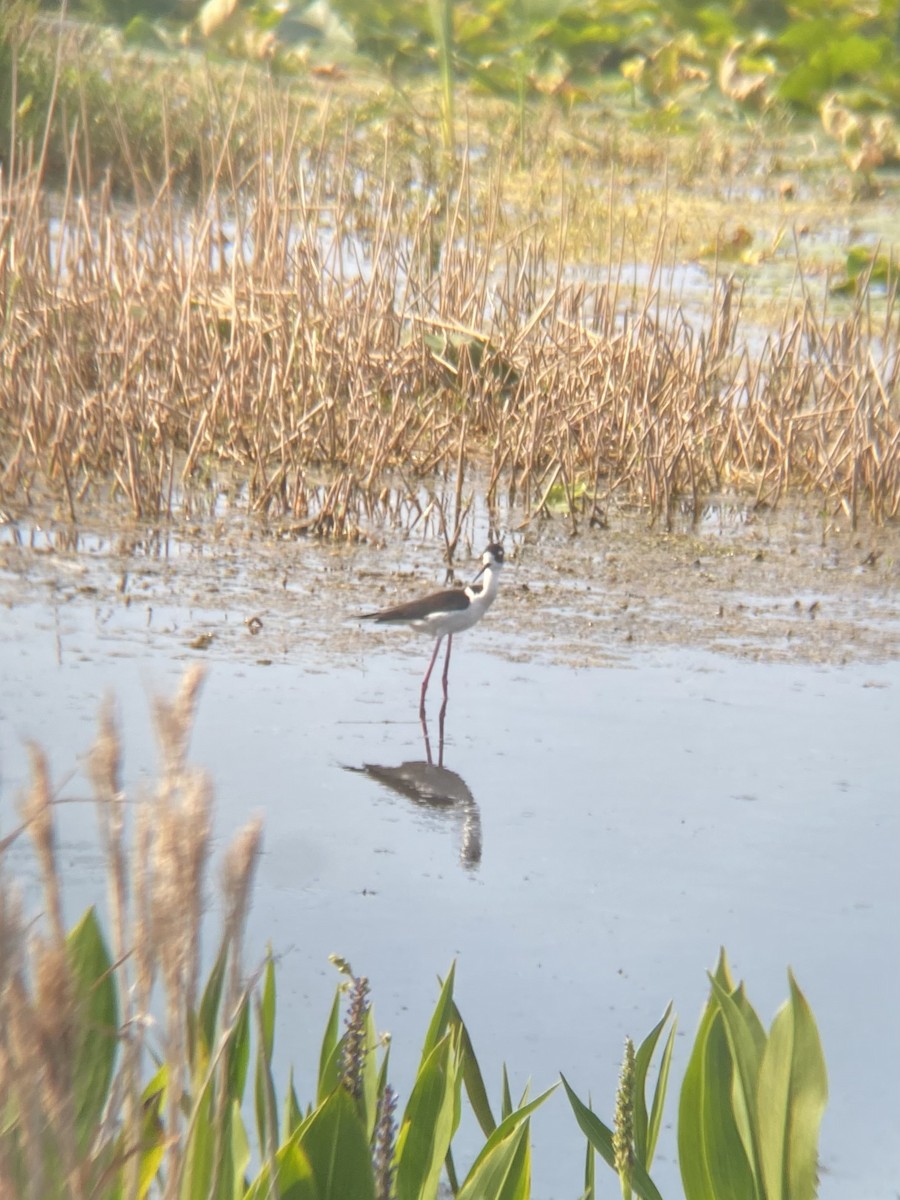 Black-necked Stilt - Taylor Smith