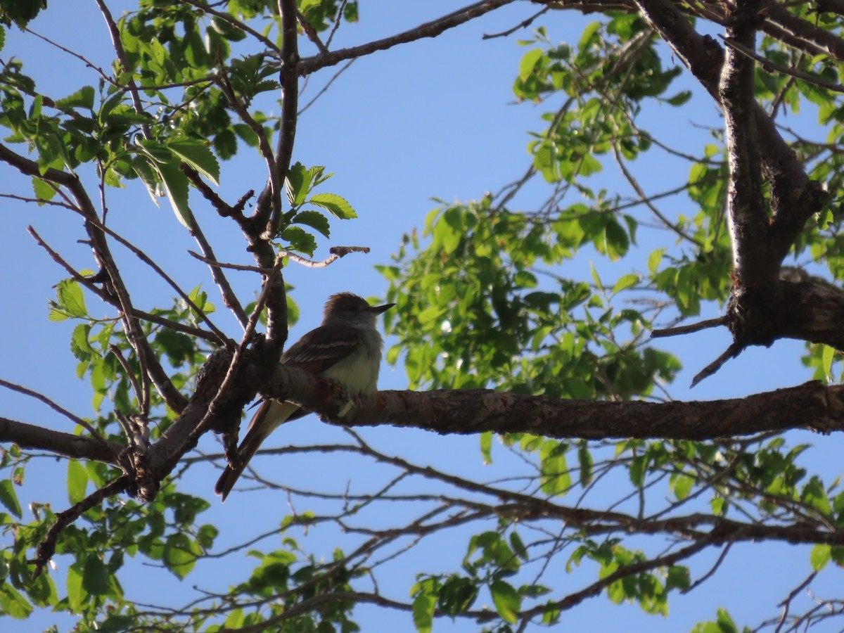 Ash-throated Flycatcher - Kieran Schnitzspahn