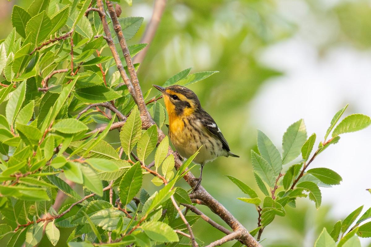 Blackburnian Warbler - ML618698804