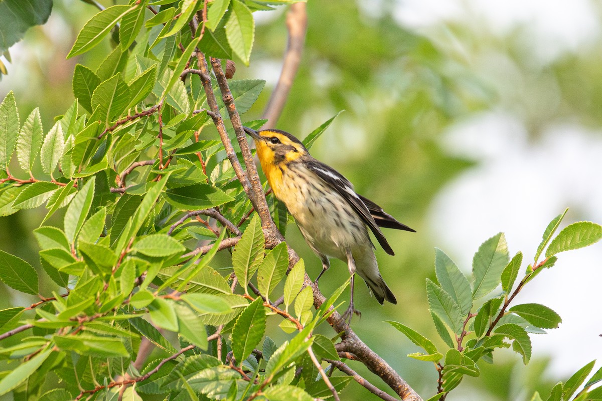 Blackburnian Warbler - Boris Novikov