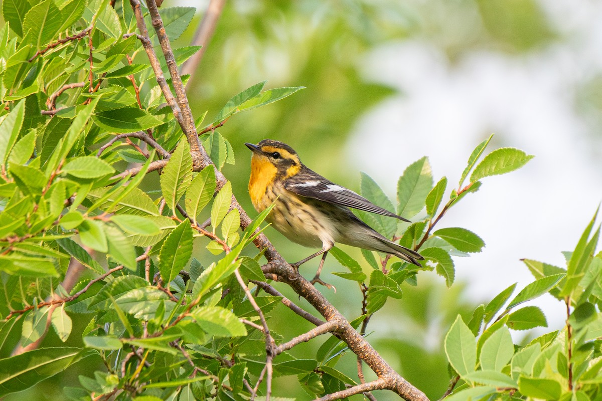 Blackburnian Warbler - ML618698806