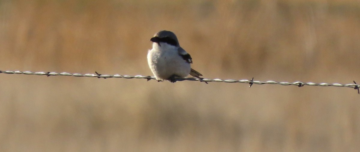 Loggerhead Shrike - ML618698836