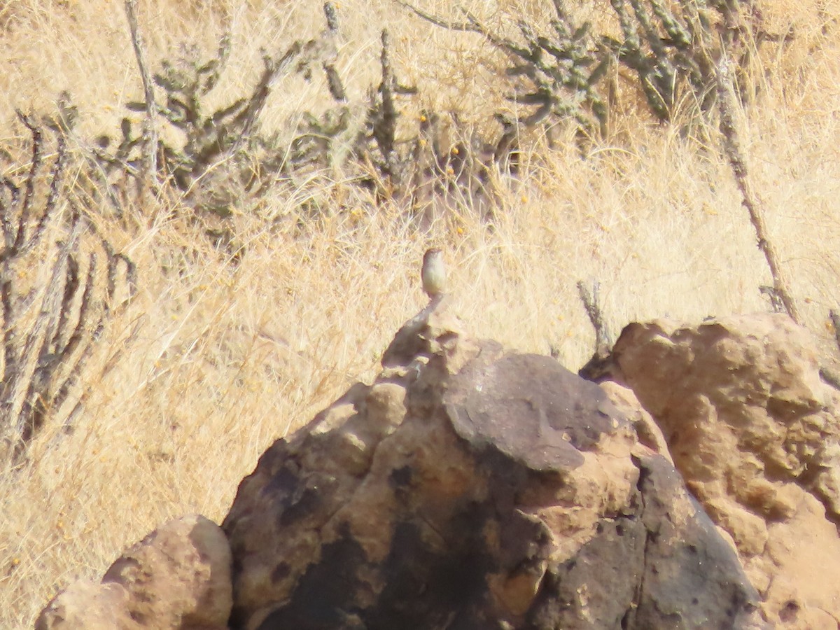 Rufous-crowned Sparrow - Kieran Schnitzspahn