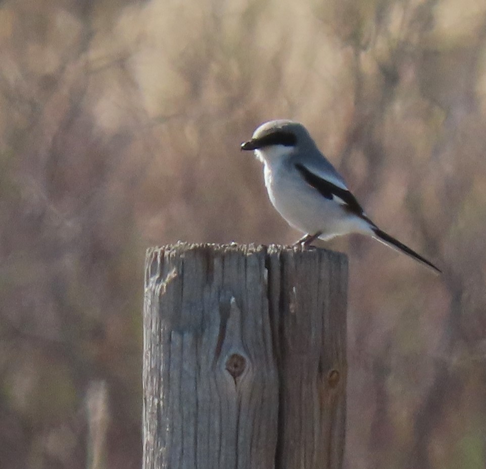 Loggerhead Shrike - ML618698862