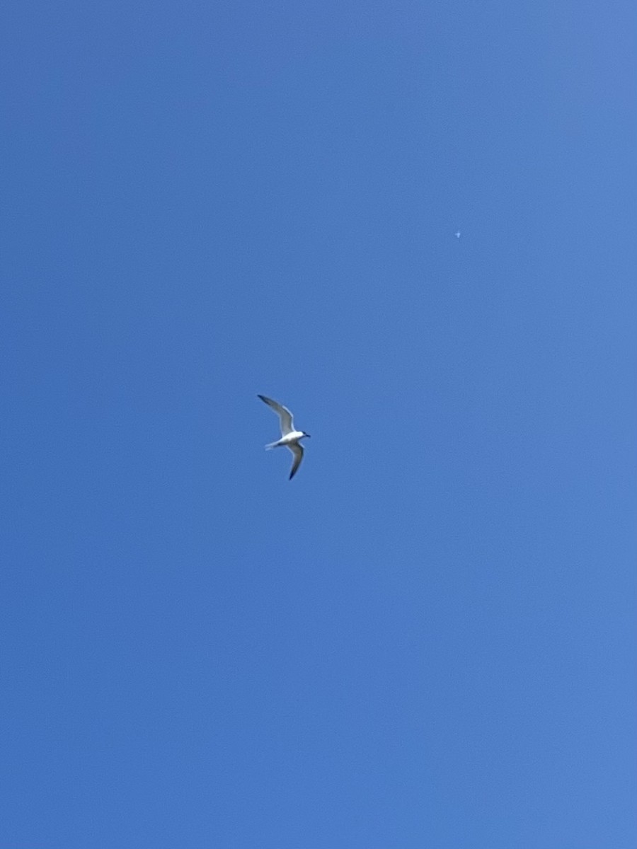 Sandwich Tern - ML618698875