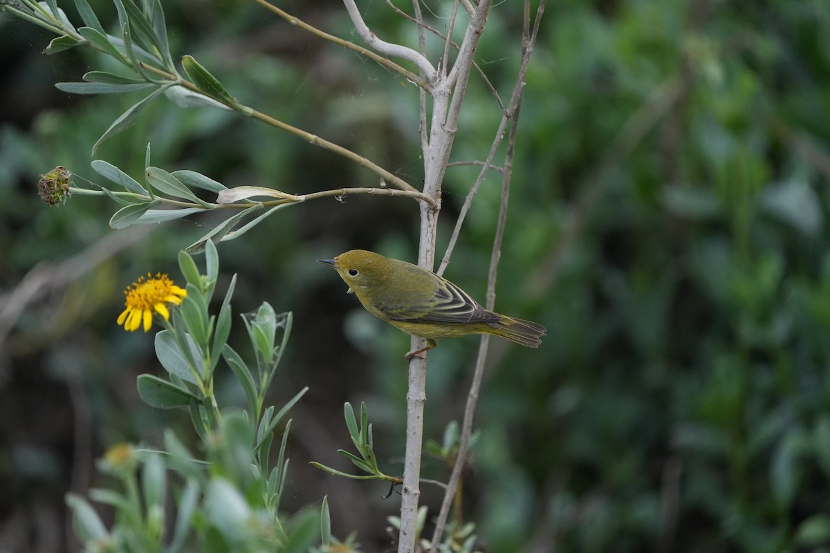 Yellow Warbler - ML618698896