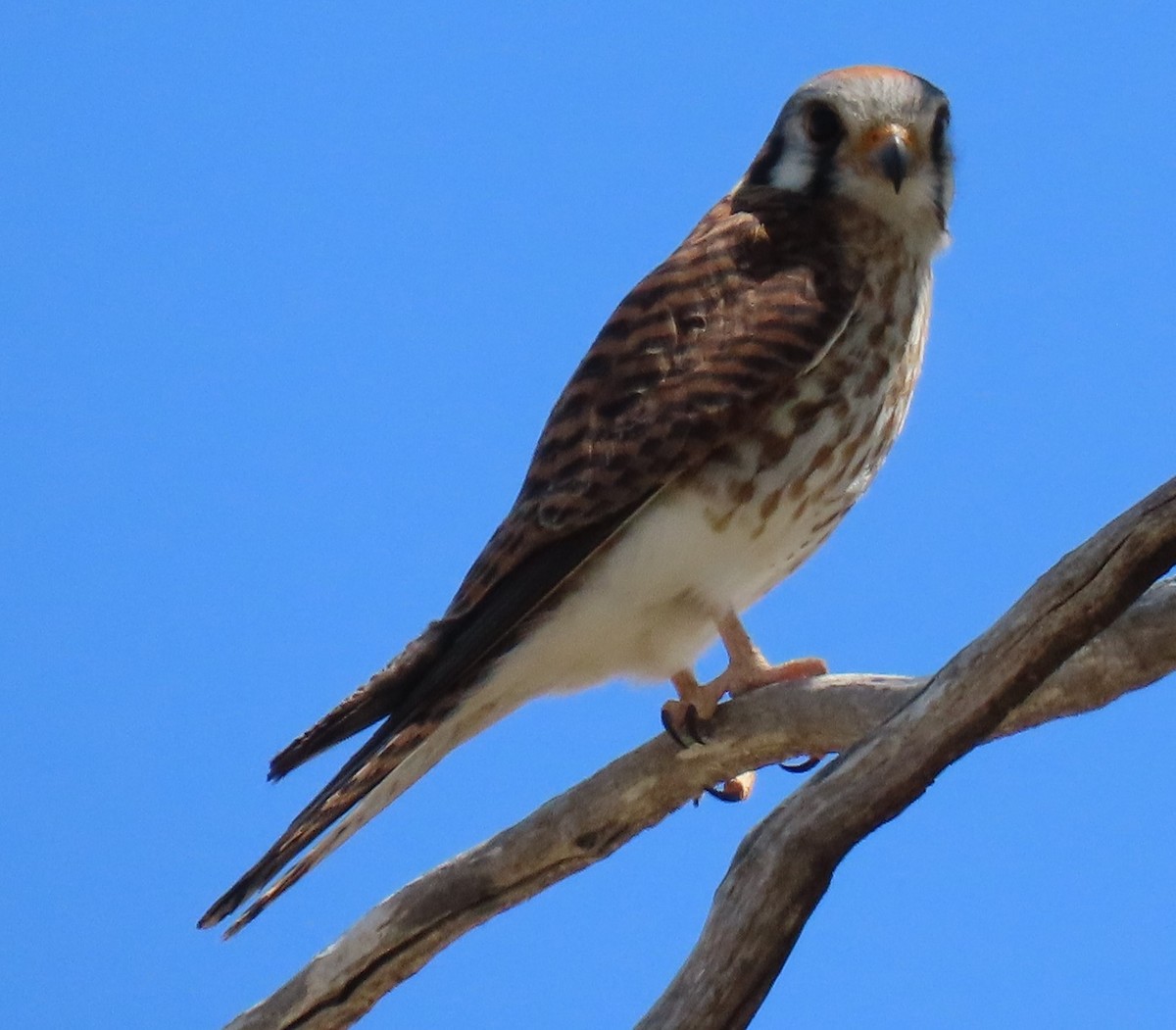 American Kestrel - Sheridan Samano