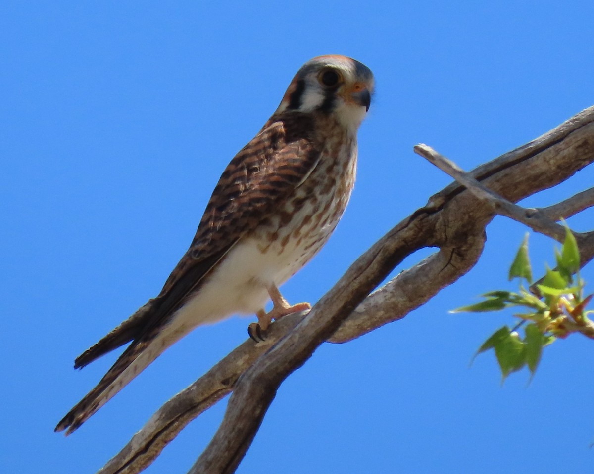 American Kestrel - Sheridan Samano