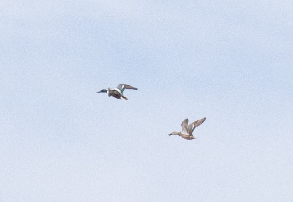 Northern Shoveler - ML618698908