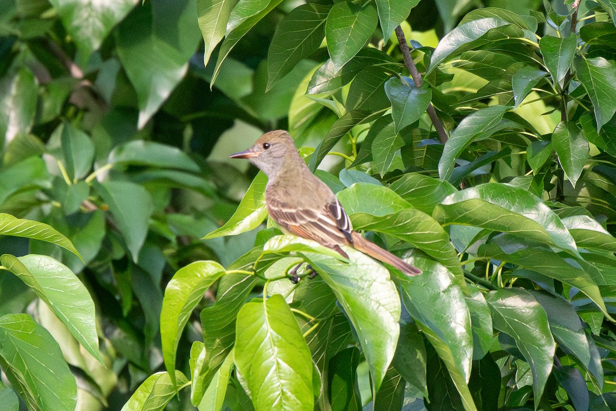 Great Crested Flycatcher - Boris Novikov