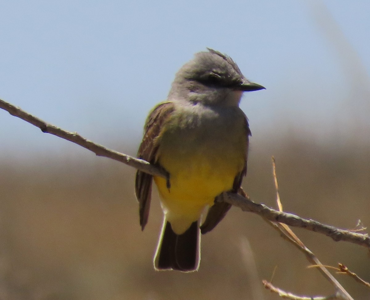 Western Kingbird - ML618698930