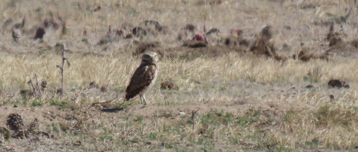 Burrowing Owl - ML618698953