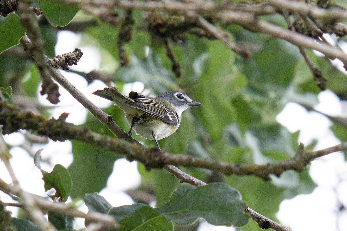 Blue-headed Vireo - ML618698961