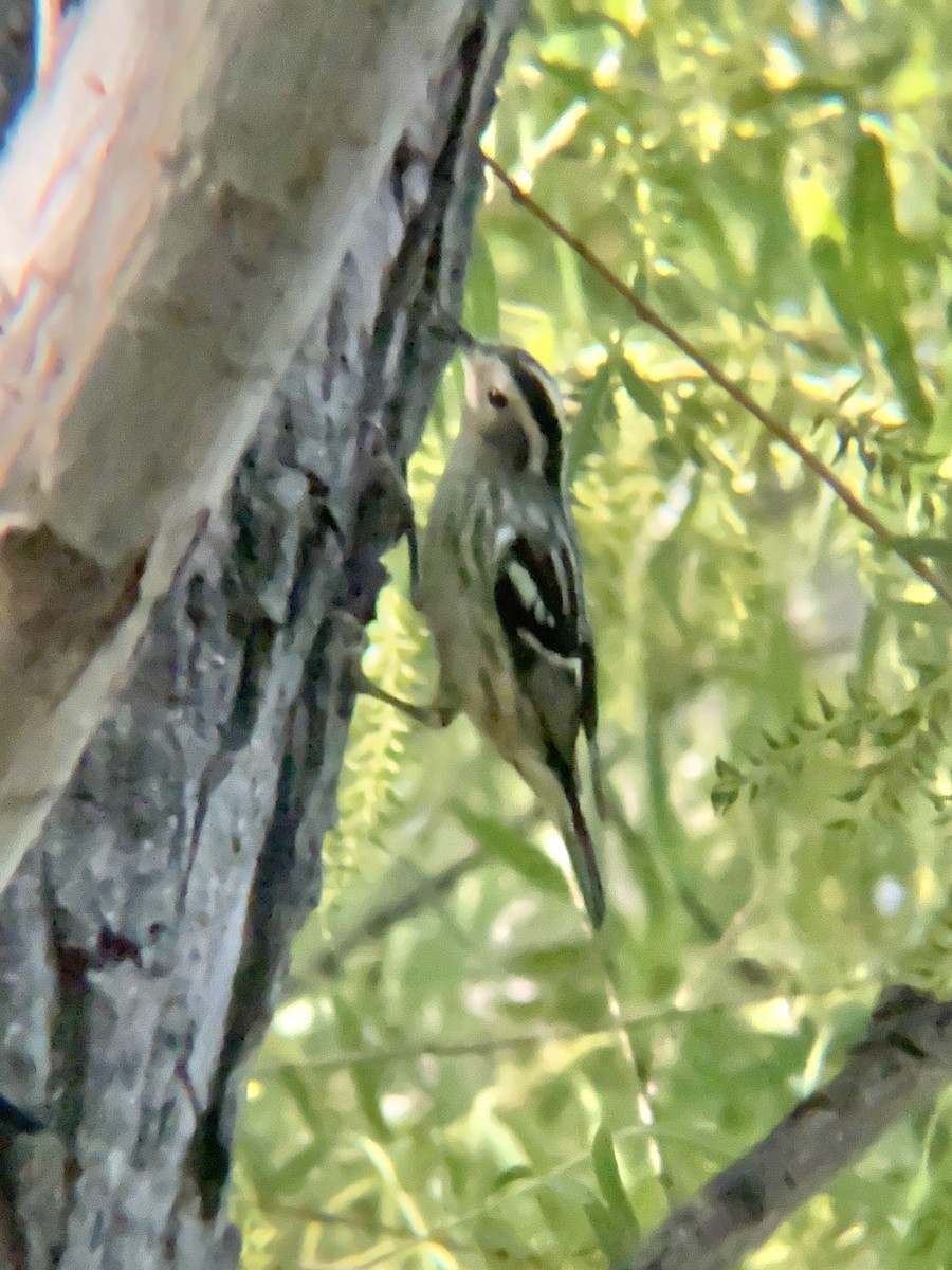 Black-and-white Warbler - Drake Thomas