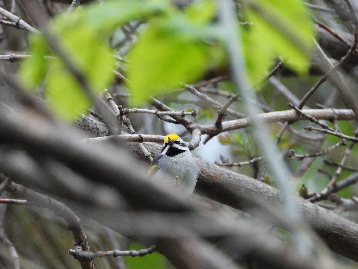 Golden-winged Warbler - Marcie  Jacklin