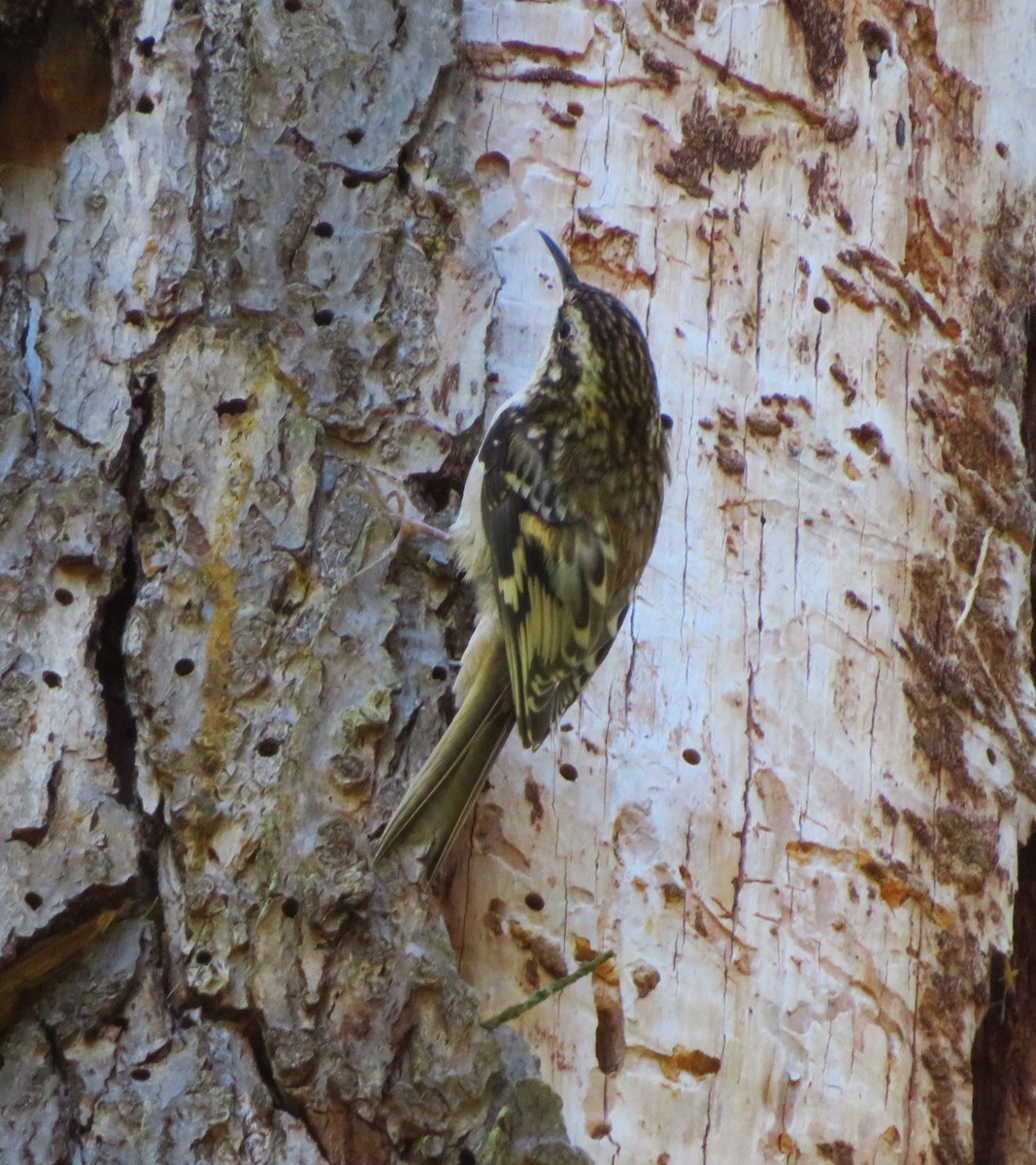 Brown Creeper - ML618699057