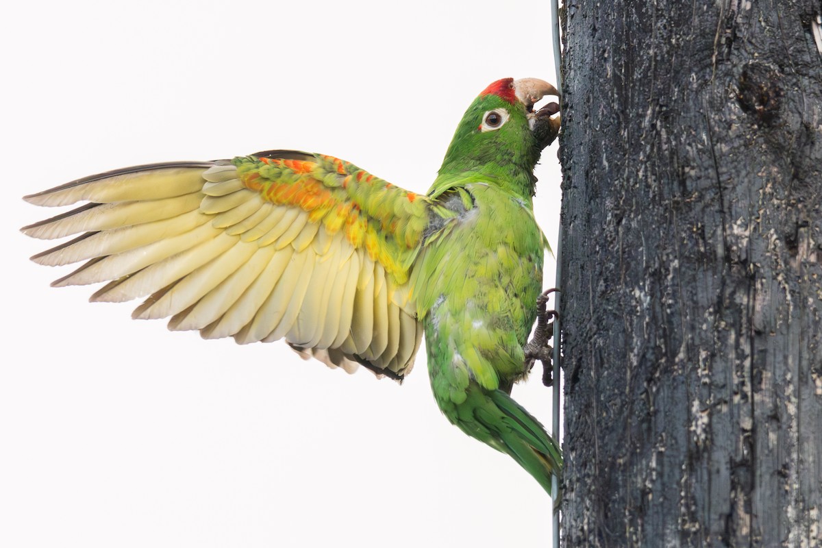 Crimson-fronted Parakeet - ML618699109