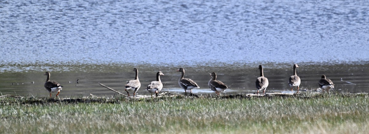 Greater White-fronted Goose - ML618699118
