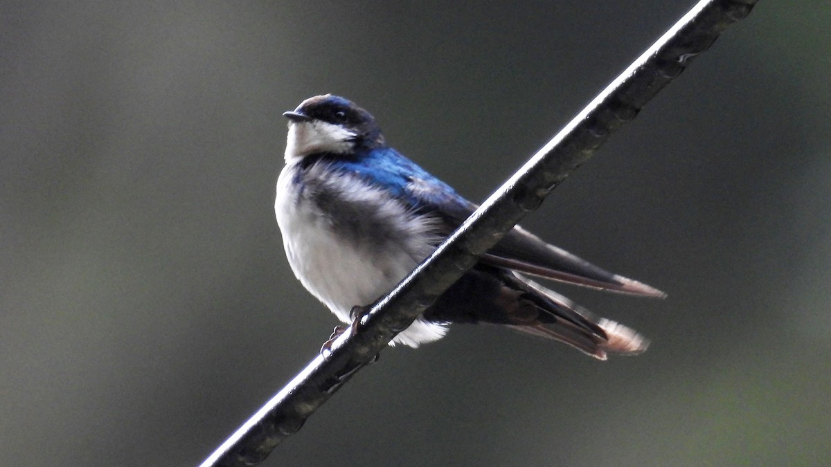 Blue-and-white Swallow - John Sanchez