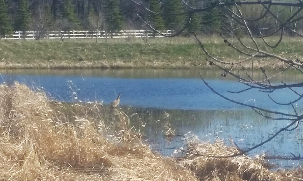 American Bittern - Audrey McIlraith