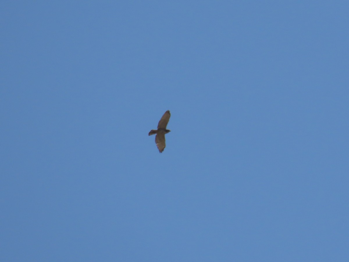 Broad-winged Hawk - Kieran Schnitzspahn